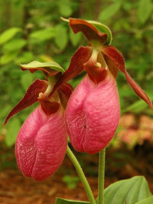 cypripedium-acaule-in-gvanvelsir