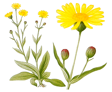 arnica