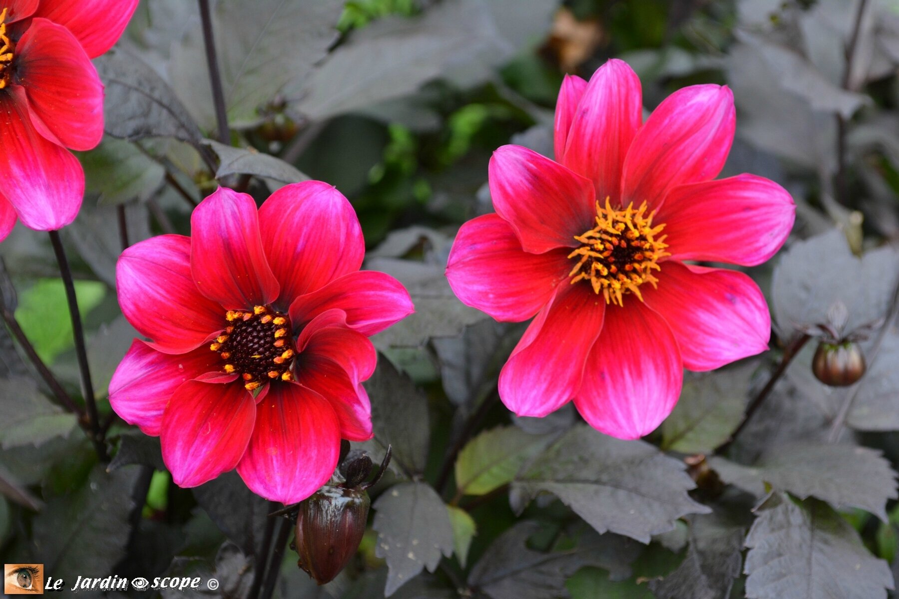 Dahlia-Simply-Red-(LR)