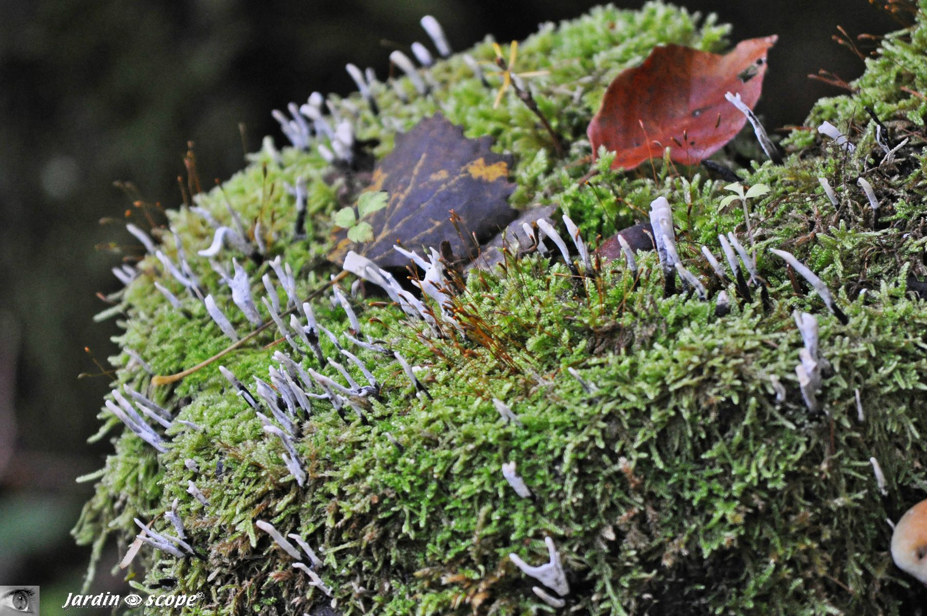 Xilaire du bois • Xylaria hypoxylon • Famille des xylariaceae