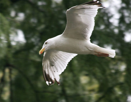 goeland_arg_vol