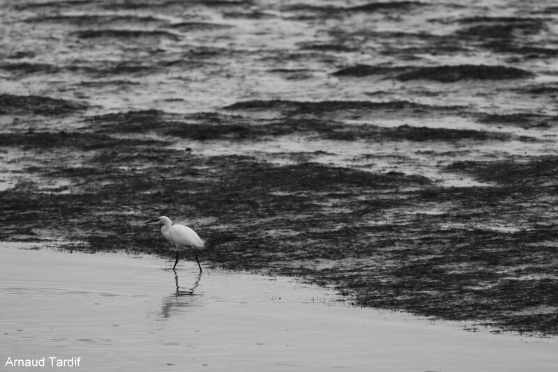 00183 Aigrette - Marais du Douhet blog