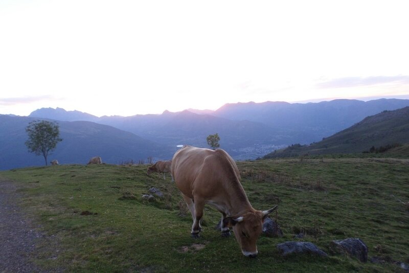 vache-pyrenees