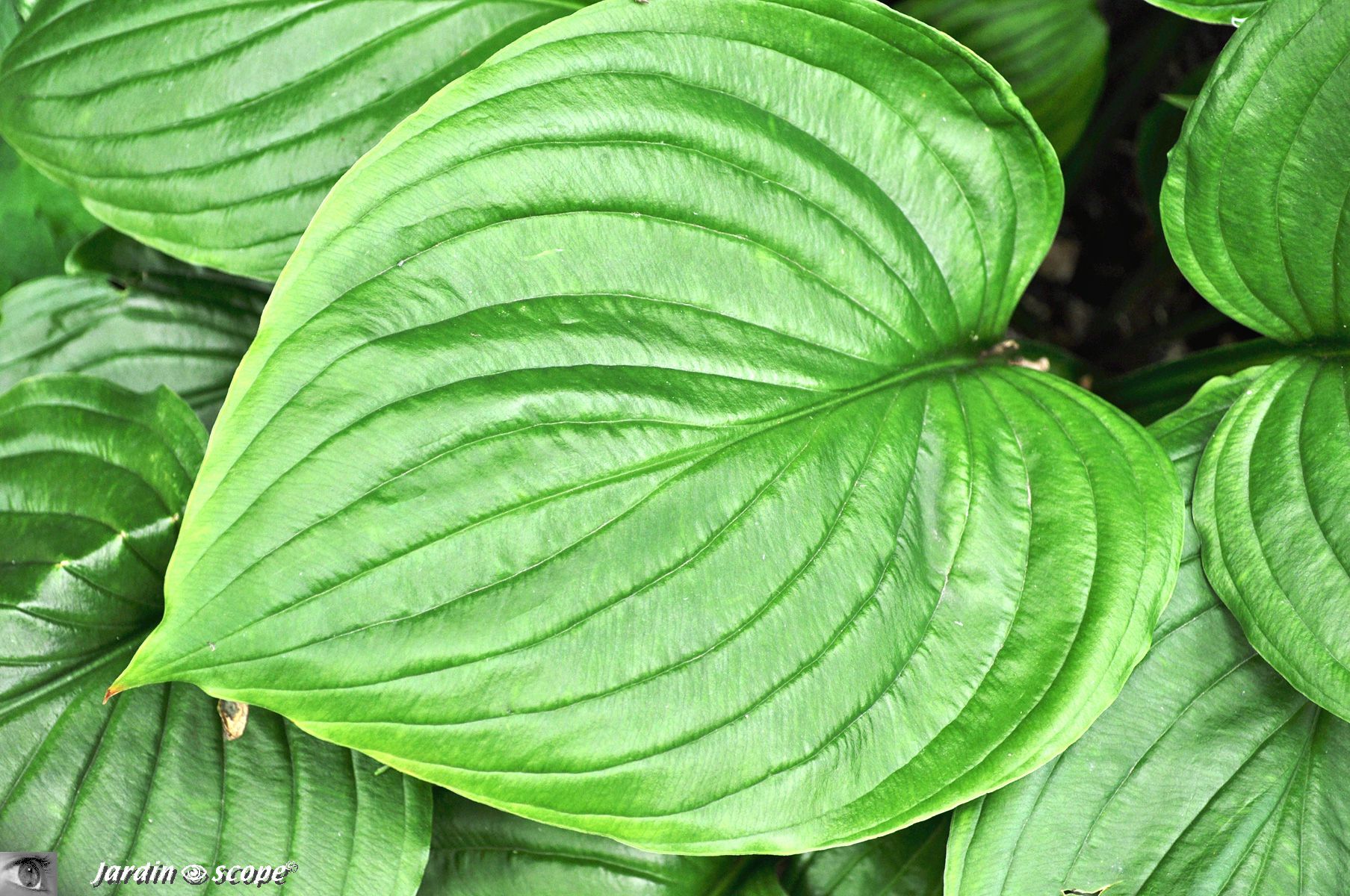 Feuille d'Hosta
