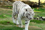 tigre_blanc