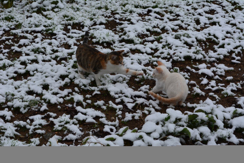 2018 02 06 à la neige (6)