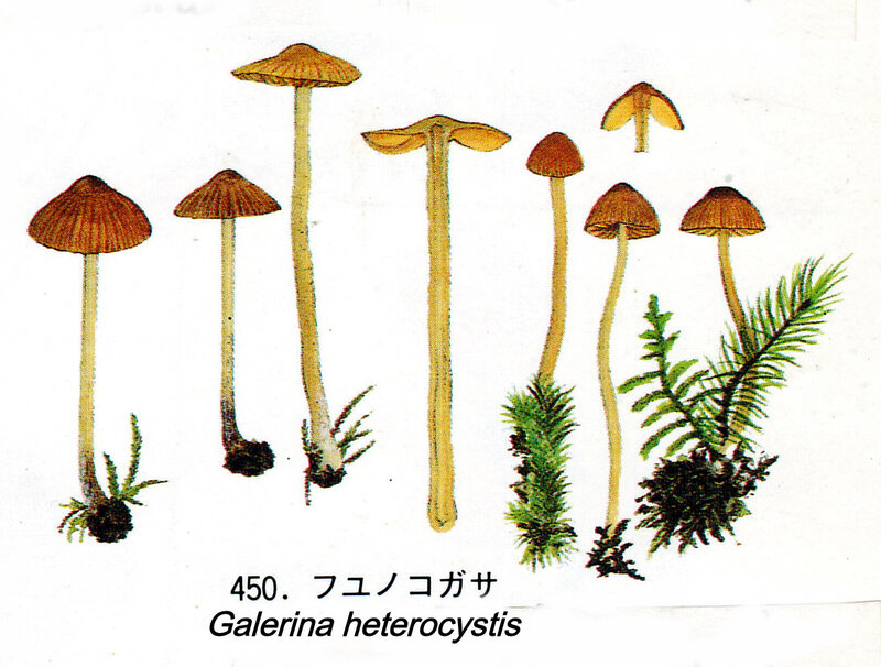 Galerina heterocystis IH1 pl 63 450