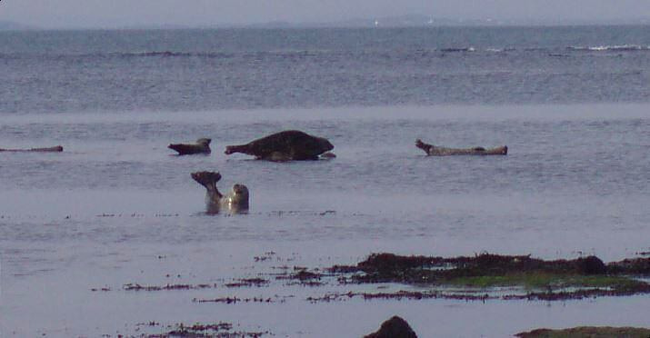 Phoques - Seals Aran Island