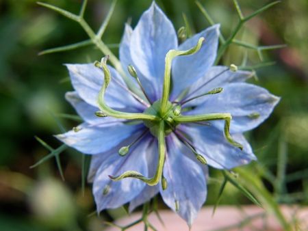 FlowerWithSwastika