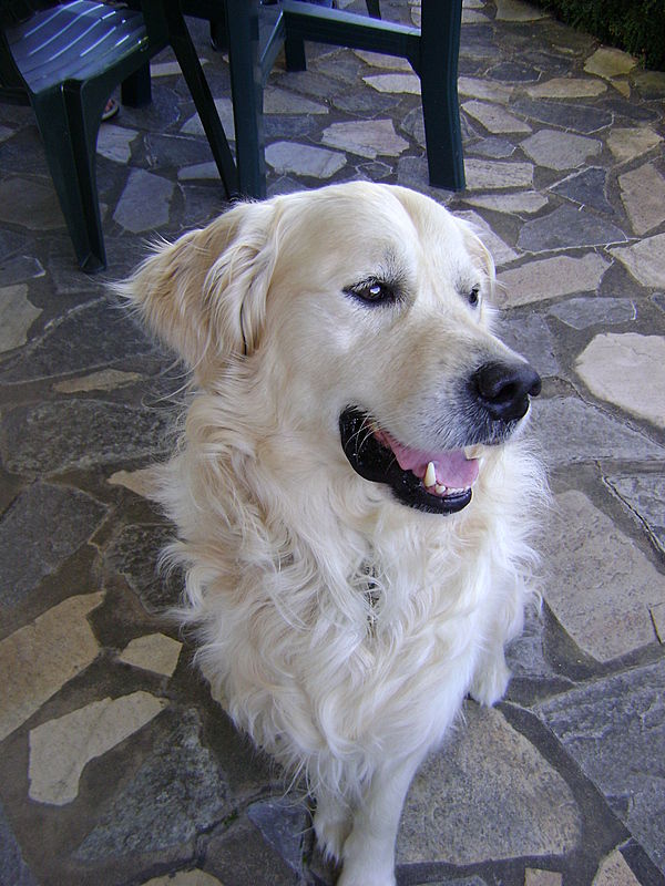 tobi2008