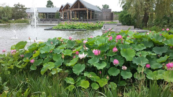 fleurs lotus(11)