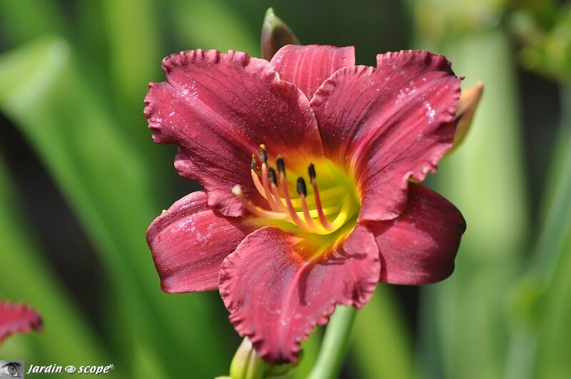 Hemerocallis-Pardon-Me