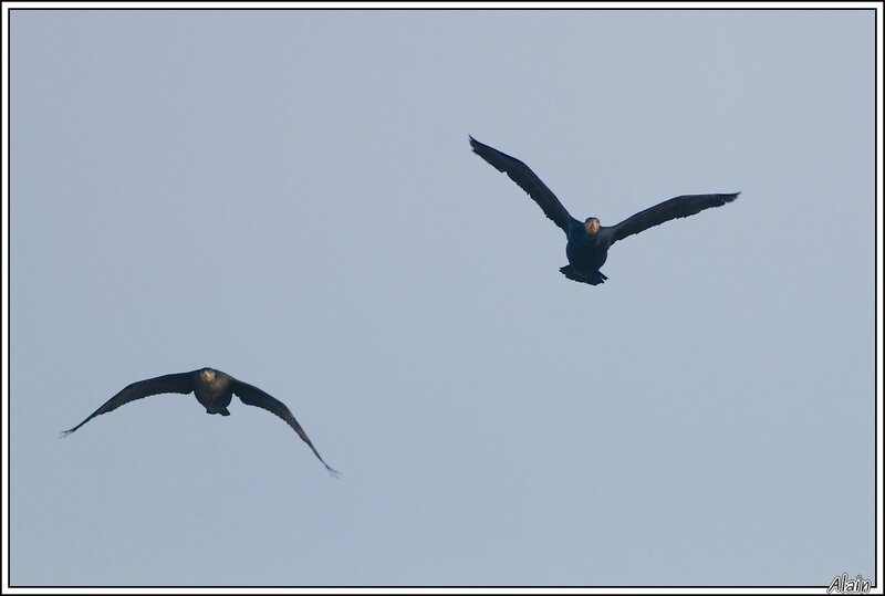 Grands Cormorans