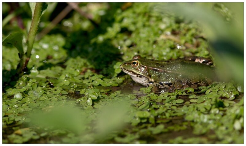 Galuchet grenouille eau 4 270516