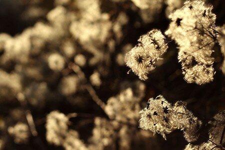 natural_gold