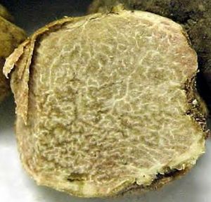 Truffe_blanche_d_Alba