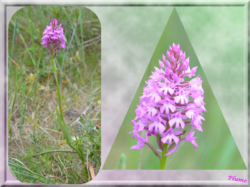 20 Orchis pyramidale