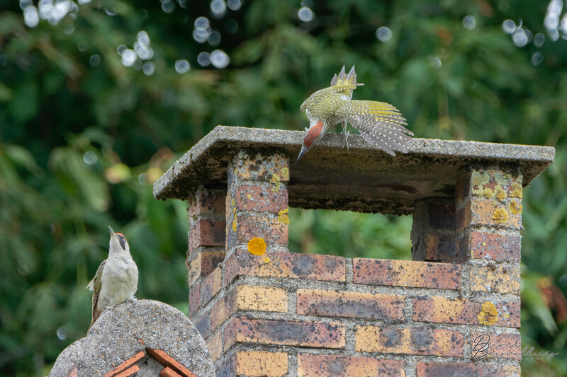 Pic vert
Picus viridis - European Green Woodpecker