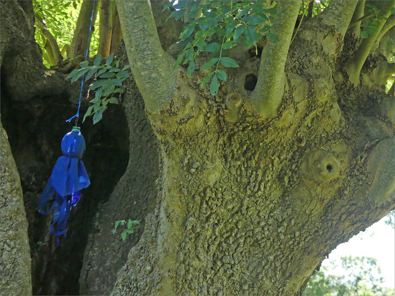 Roussille bleu pendu arbre 0400722 ym 19