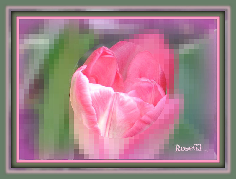 la belle Rose63