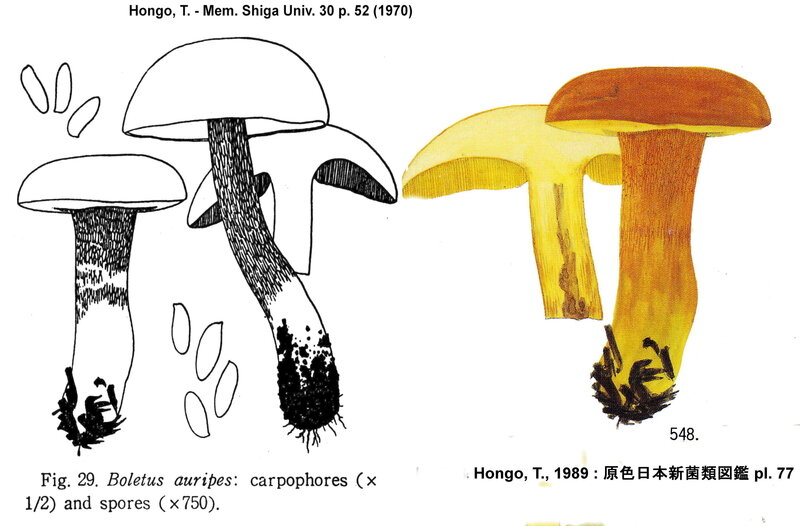 Boletus_auripes_Hongo_mont