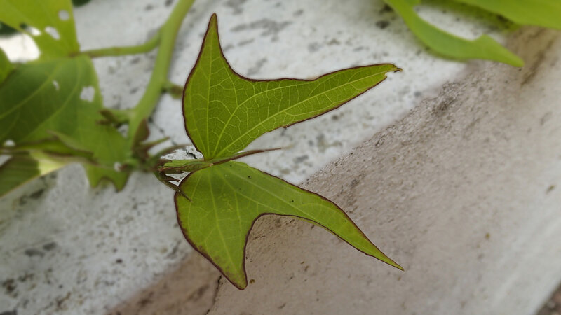 Papillon vert