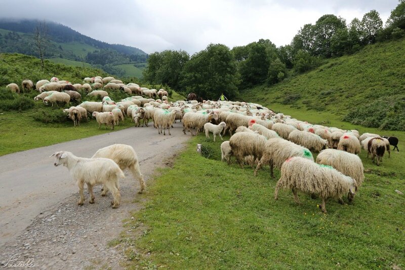 Transhumance_A99A4356