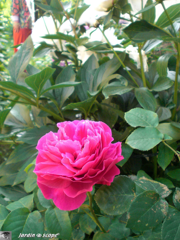 Rosier 'Othello'