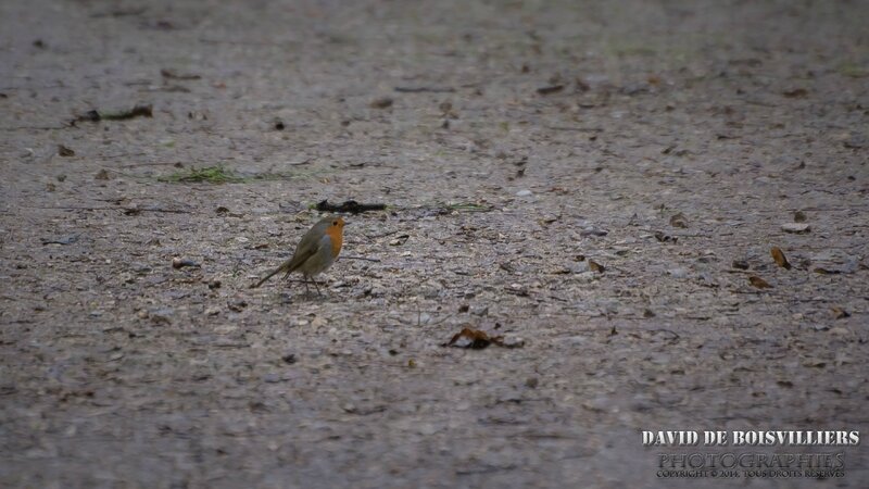 Rougegorge Familier (Erithacus Rubecula)