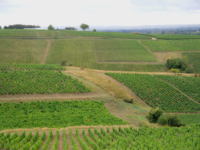 Pouilly-sur-Loire, de Loire en vignes, la Loge aux moines, lignes de vignes