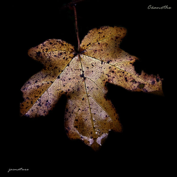 101108_feuille4