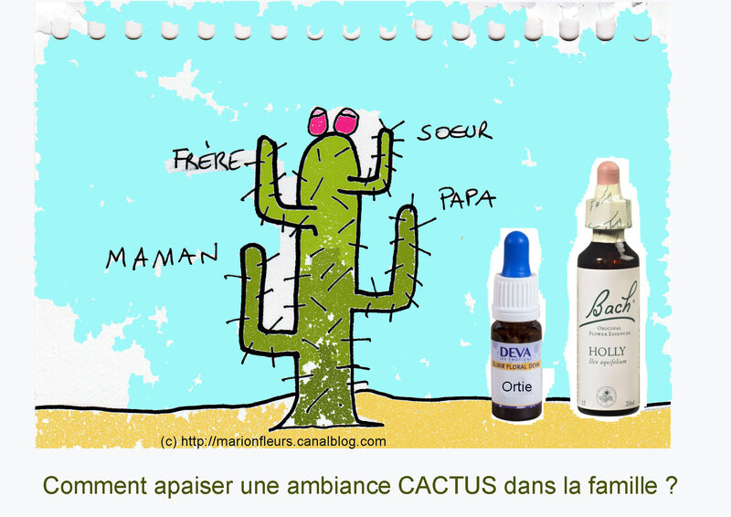 Ambiance_cactus_holly_ortie_marionfleurs