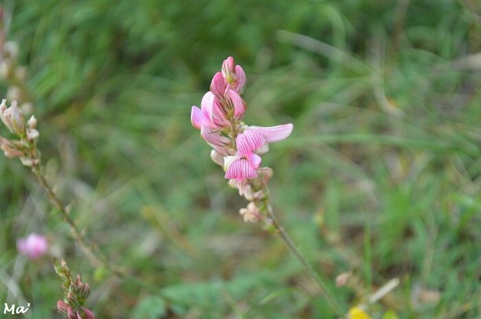 170604_sainfoin