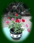 geraniums