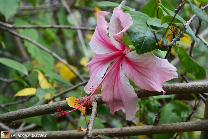 Hibiscus rosa-sinensis