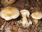 Clitocybe_20geotropa1
