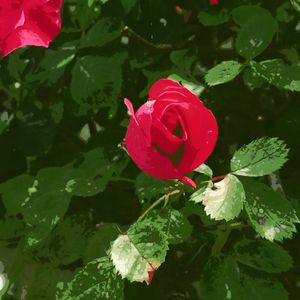 2012-06-008
