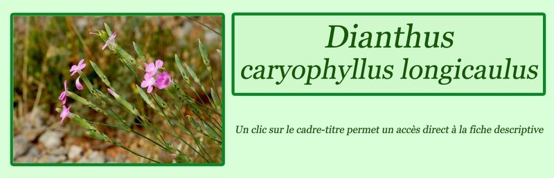 Dianthus caryophyllus longicaulis