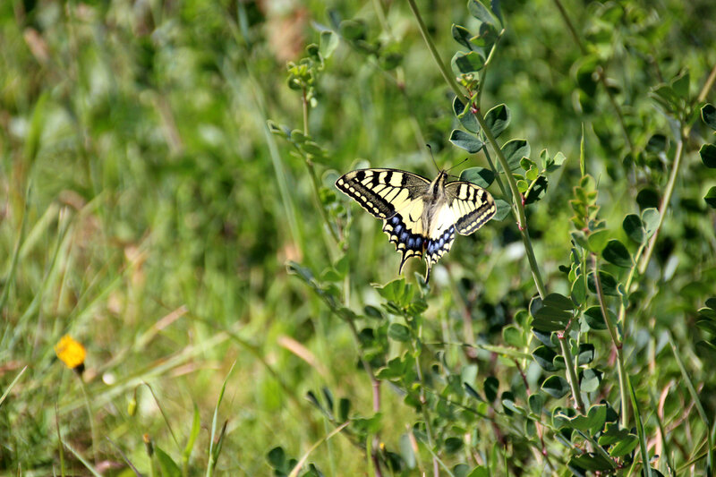 papillon