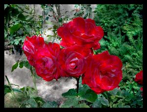 roses_mus_e