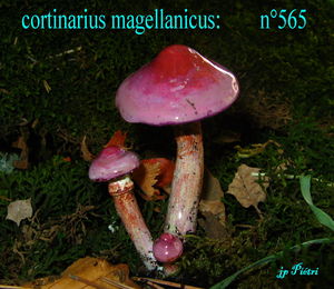 cortinarius_magellanicus___n__565