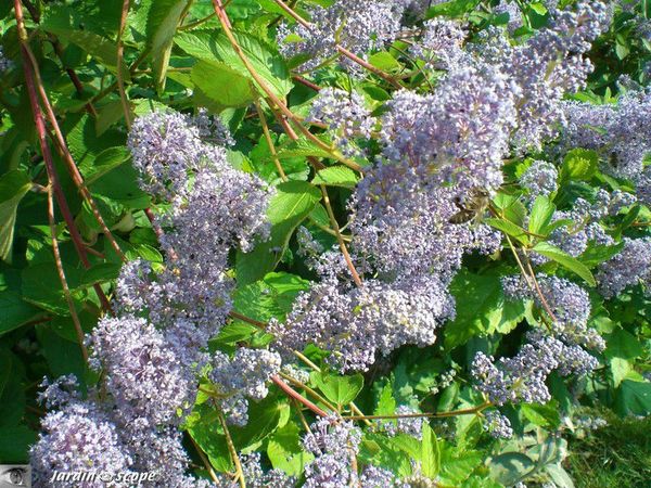 Ceanothus x delilianus