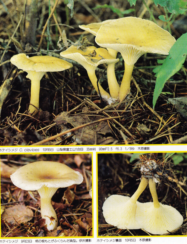 IOH p 64 Clitocybe clavipes a