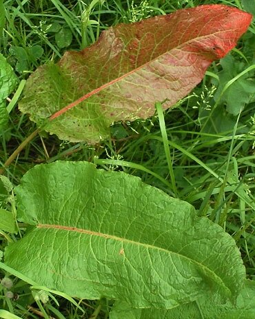 feuilles-oseille