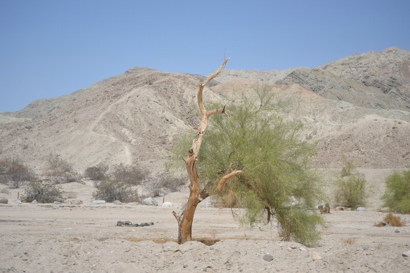 Mojabe desert 041