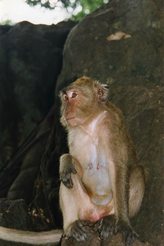 thai025