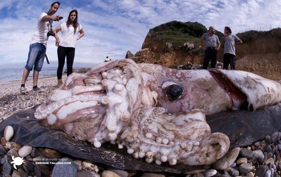 giant-squid-enrique-talledo