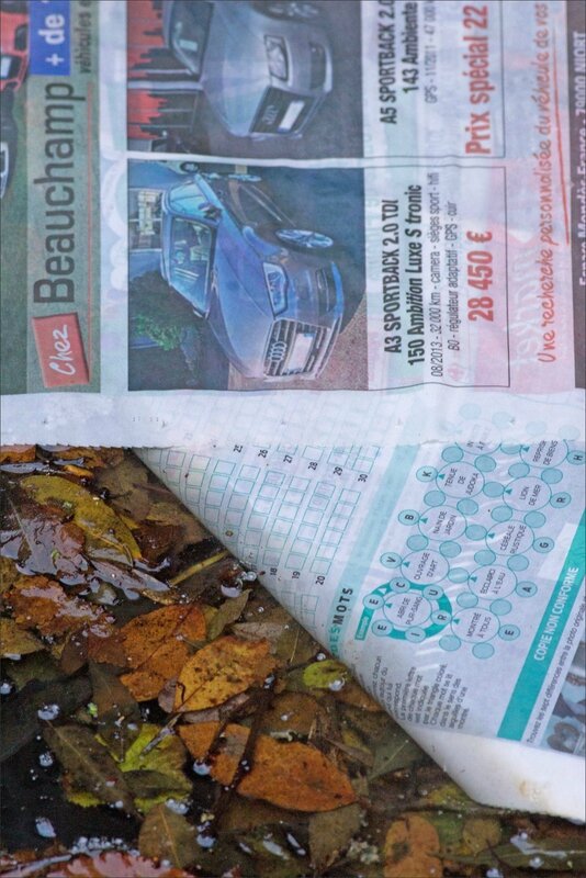 feuilles journaux feuilles arbres eau 101115 2