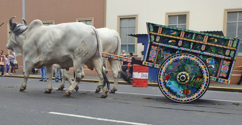 CR 1 San Jose styl 2015 7 procession boeufs