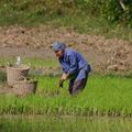 Planteuse de riz